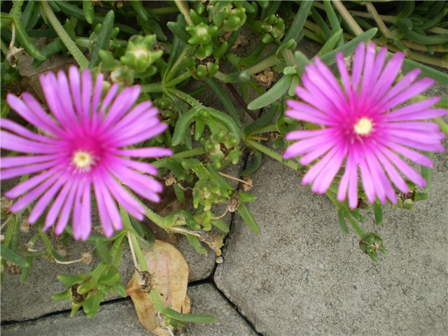 delosperma